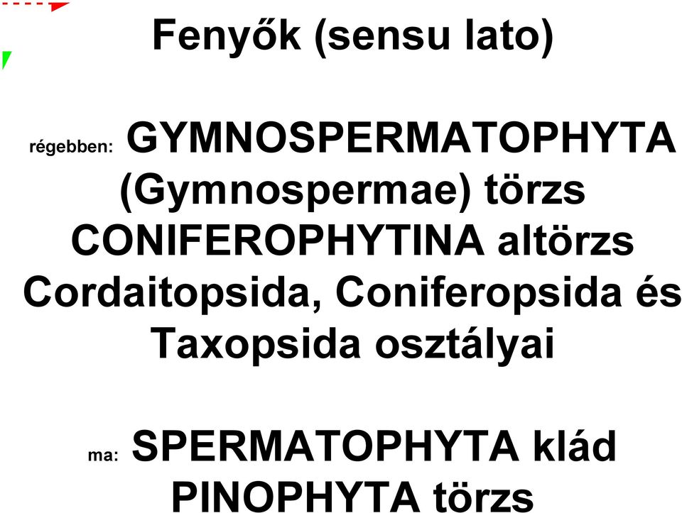 CONIFEROPHYTINA altörzs Cordaitopsida,