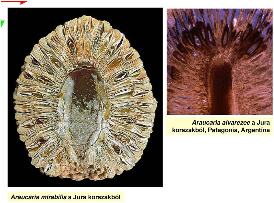 Araucaria alvarezee a ,