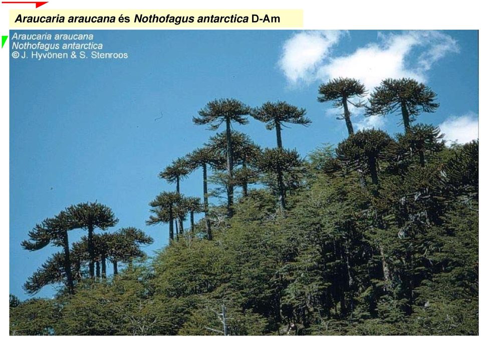 Nothofagus