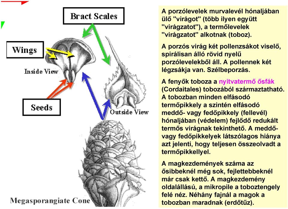 A fenyők toboza a nyitvatermő ősfák (Cordaitales) tobozából származtatható.