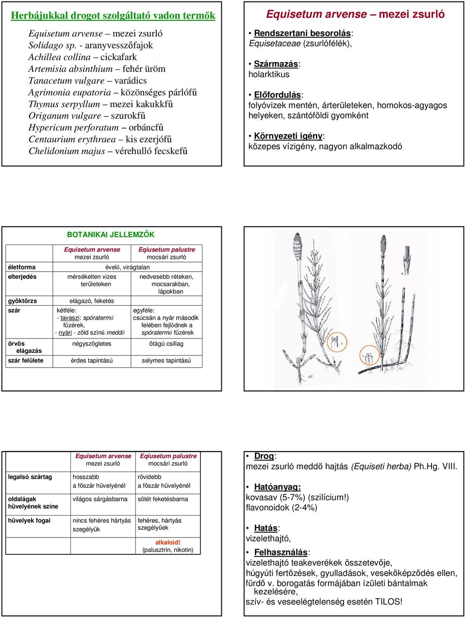 szurokfő Hypericum perforatum orbáncfő Centaurium erythraea kis ezerjófő Chelidonium majus vérehulló fecskefő Equisetum arvense mezei zsurló Equisetaceae (zsurlófélék), holarktikus folyóvizek mentén,