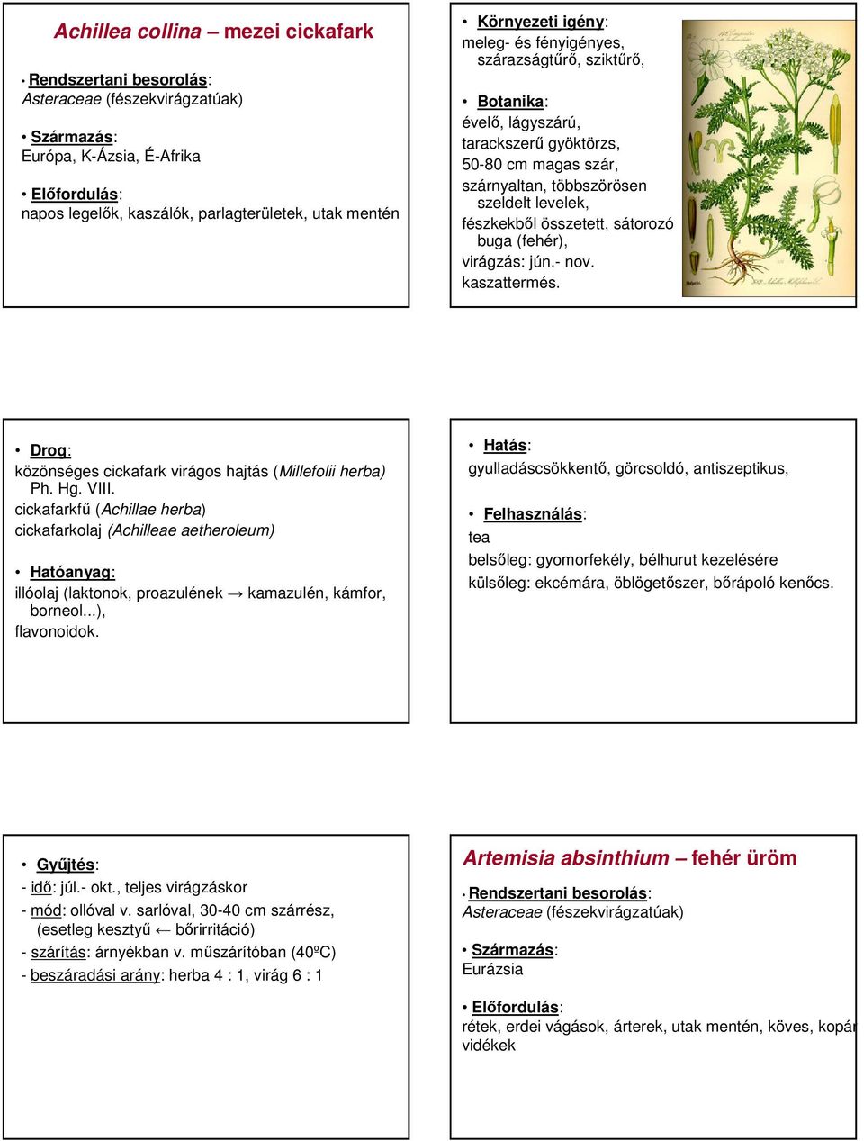 közönséges cickafark virágos hajtás (Millefolii herba) Ph. Hg. VIII. cickafarkfő (Achillae herba) cickafarkolaj (Achilleae aetheroleum) illóolaj (laktonok, proazulének kamazulén, kámfor, borneol.