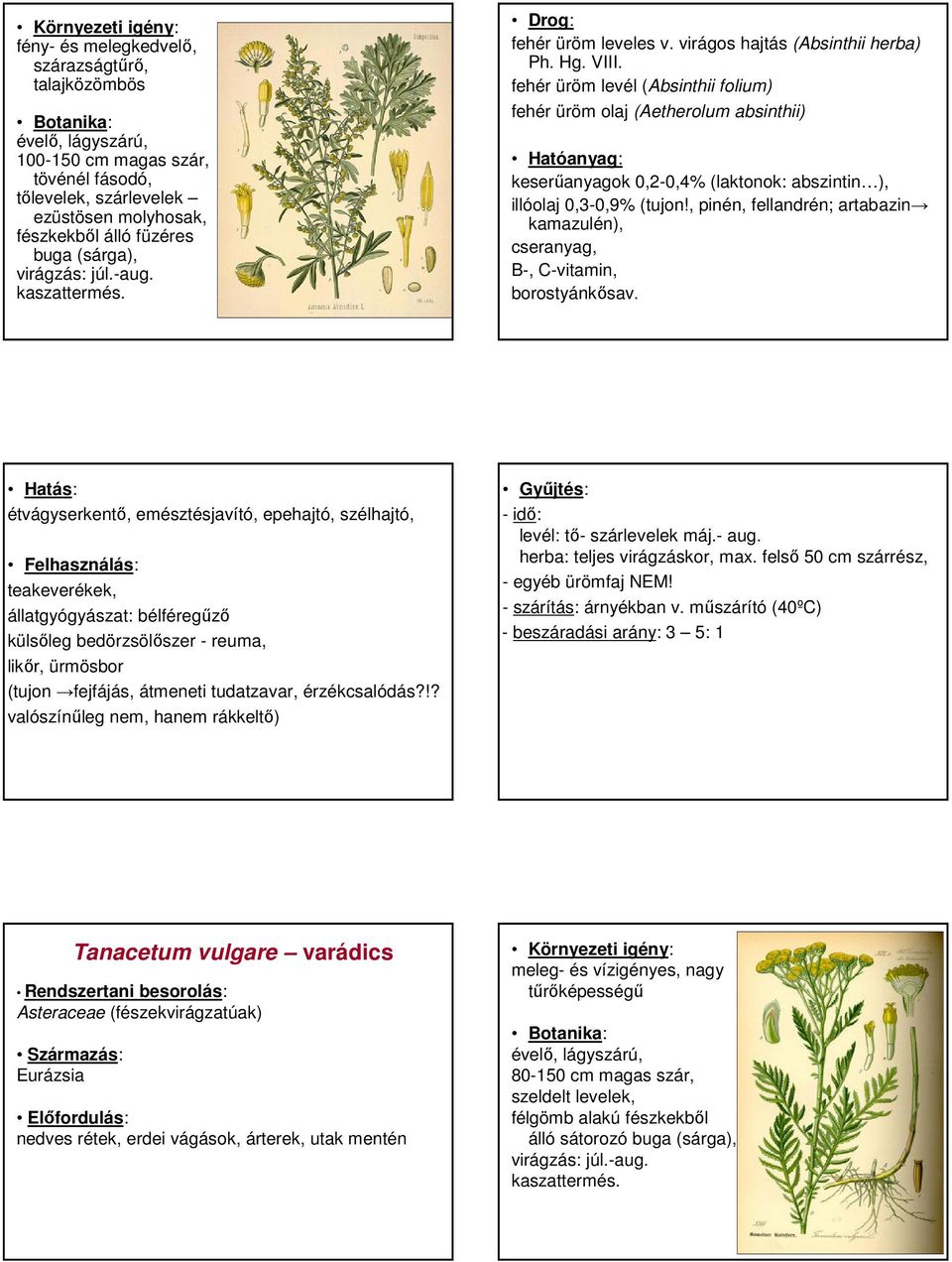 fehér üröm levél (Absinthii folium) fehér üröm olaj (Aetherolum absinthii) keserőanyagok 0,2-0,4% (laktonok: abszintin ), illóolaj 0,3-0,9% (tujon!