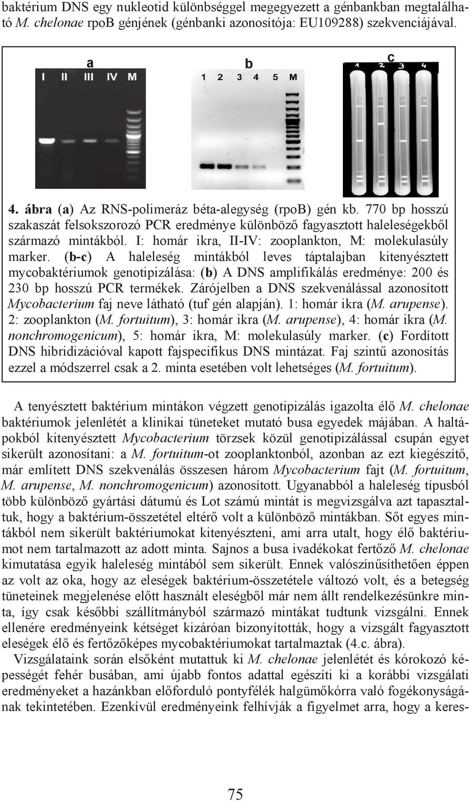 A haltápokól kitenyésztett Mycoacterium törzsek közül genotipizálással csupán egyet sikerült azonosítani: a M.