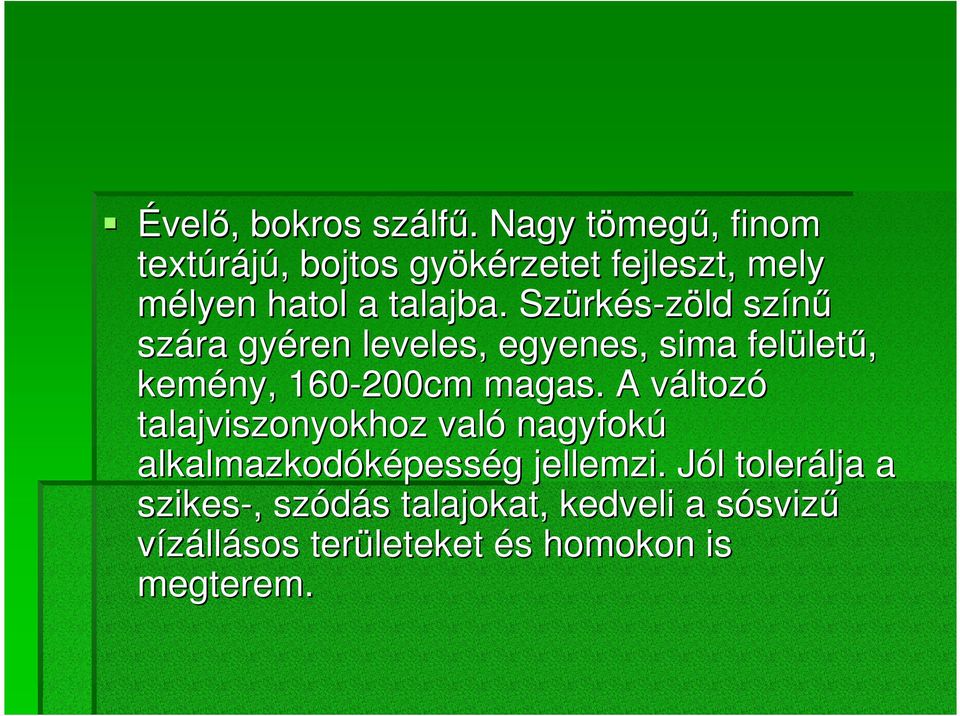 Szürkés-zöld zöld színő szára gyéren leveles, egyenes, sima felülető, kemény, 160-200cm magas.