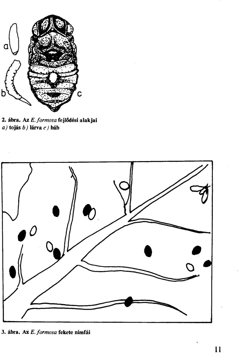 a) tjás b) lárva c) báb