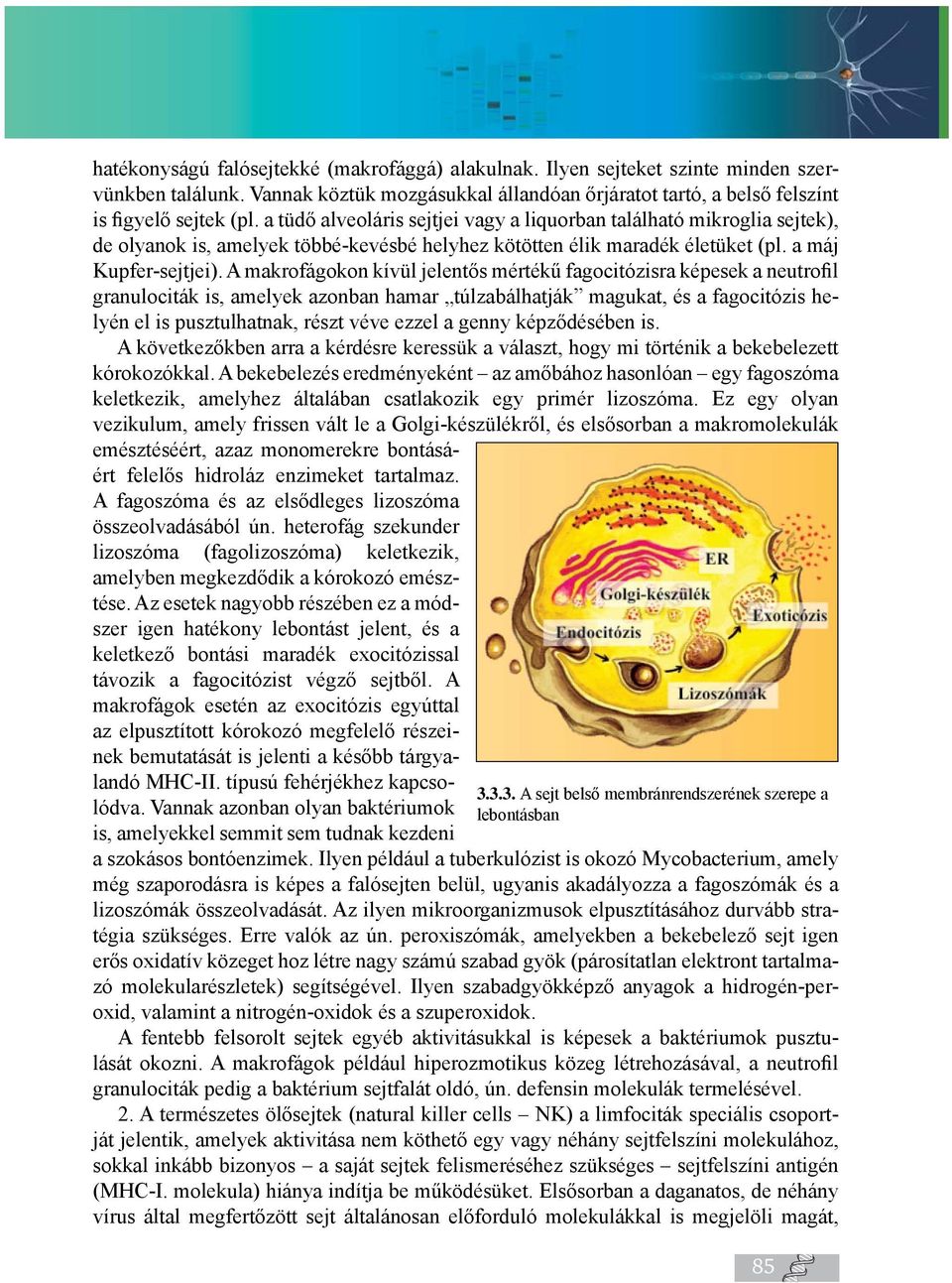 A makrofágokon kívül jelentős mértékű fagocitózisra képesek a neutrofil granulociták is, amelyek azonban hamar túlzabálhatják magukat, és a fagocitózis helyén el is pusztulhatnak, részt véve ezzel a