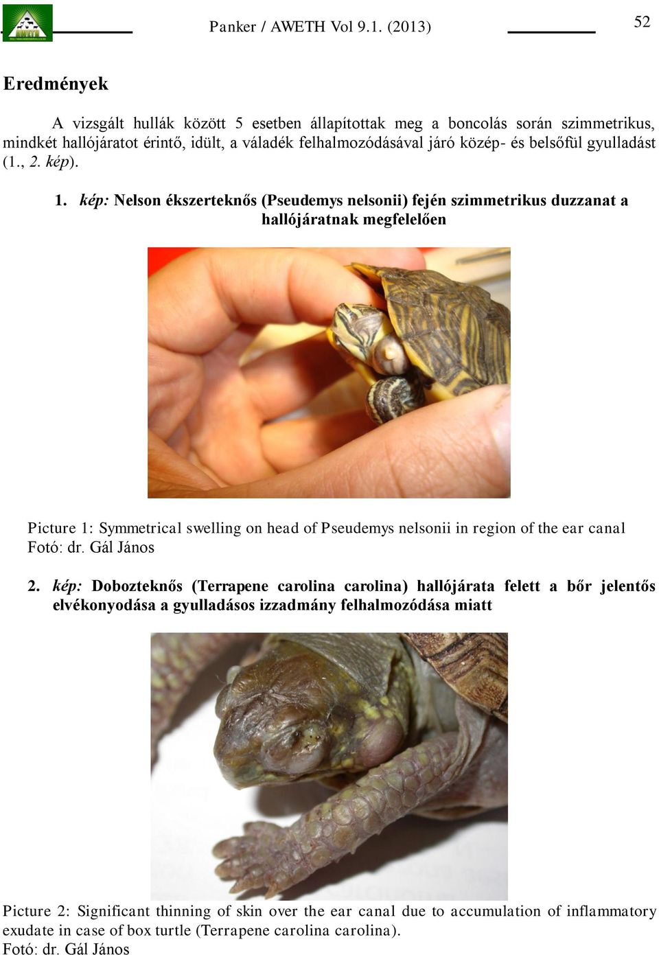 kép: Nelson ékszerteknős (Pseudemys nelsonii) fején szimmetrikus duzzanat a hallójáratnak megfelelően Picture 1: Symmetrical swelling on head of Pseudemys nelsonii in region of the ear