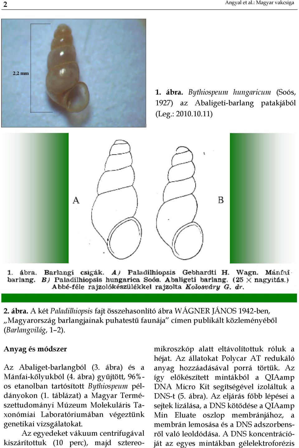 A két Paladilhiopsis fajt összehasonlító ábra WÁGNER JÁNOS 1942-ben, Magyarország barlangjainak puhatestű faunája címen publikált közleményéből (Barlangvilág, 1 2).