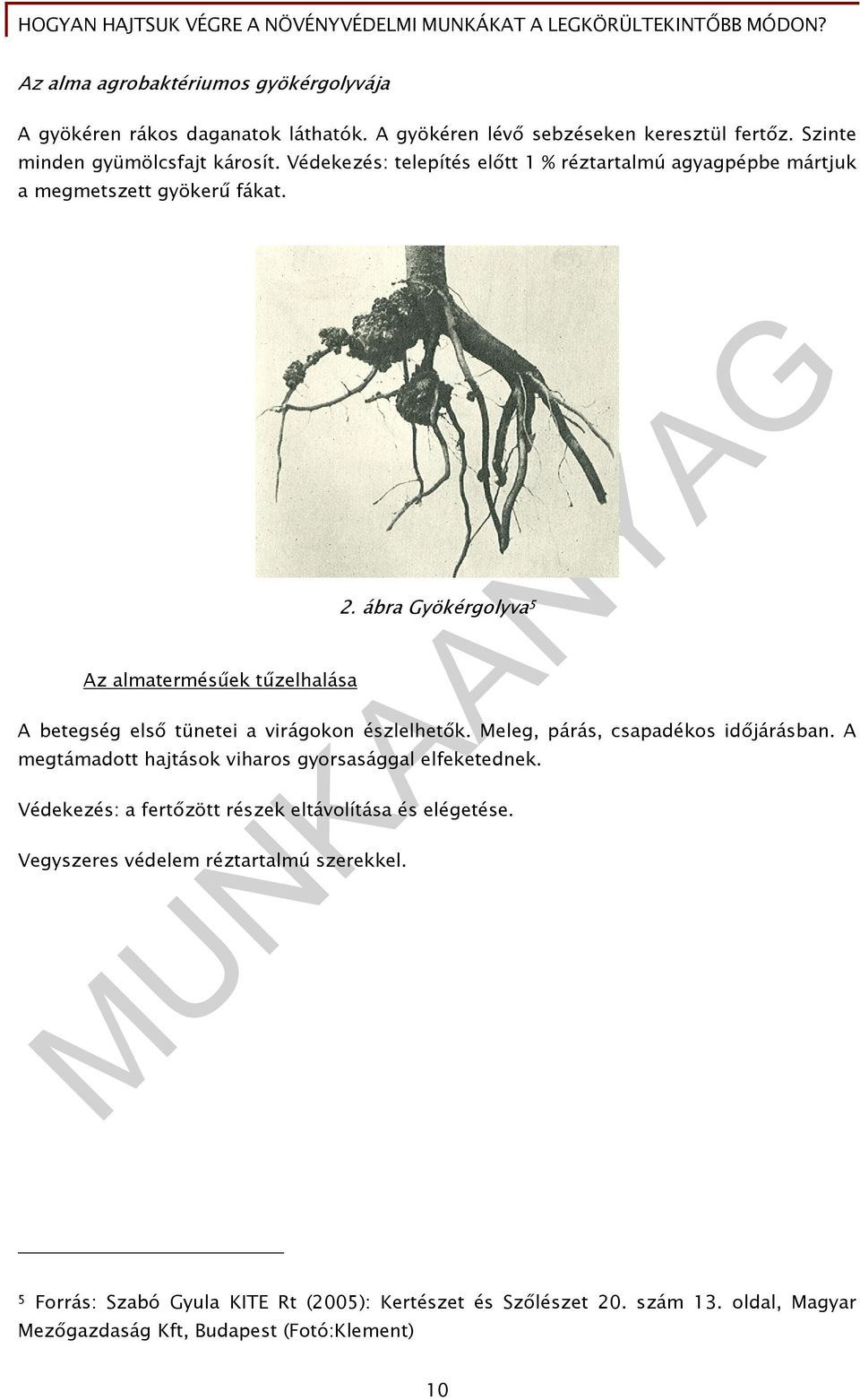 ábra Gyökérgolyva 5 A betegség első tünetei a virágokon észlelhetők. Meleg, párás, csapadékos időjárásban. A megtámadott hajtások viharos gyorsasággal elfeketednek.