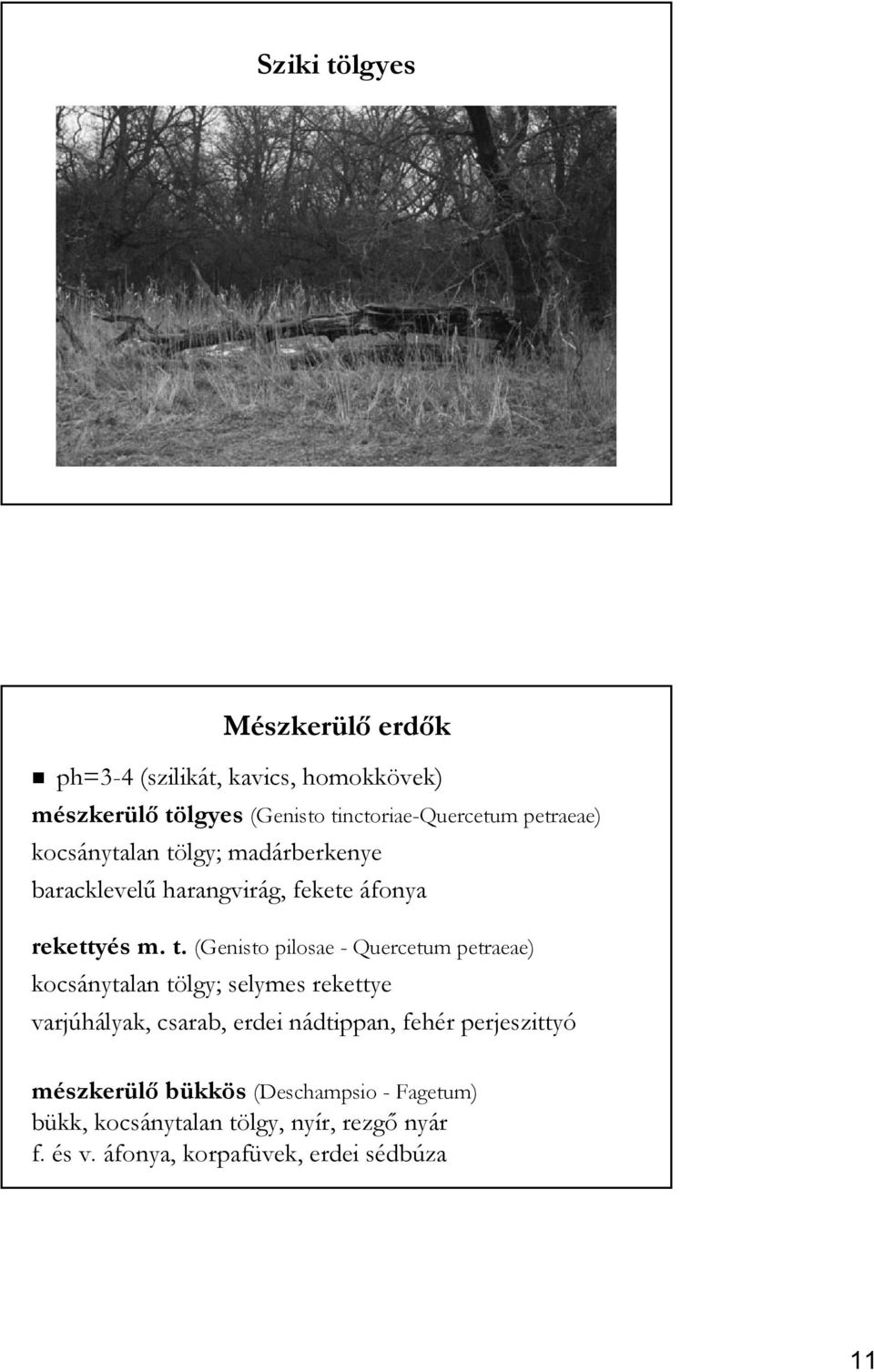 lgy; madárberkenye baracklevelű harangvirág, fekete áfonya rekettyés m. t.