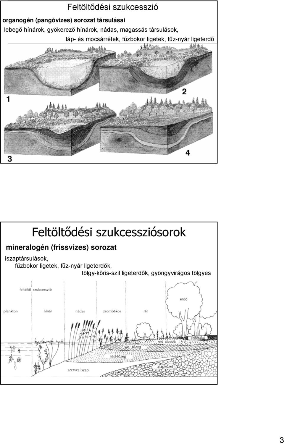 fűz-nyár ligeterdő Feltöltődési szukcessziósorok mineralogén (frissvizes) sorozat