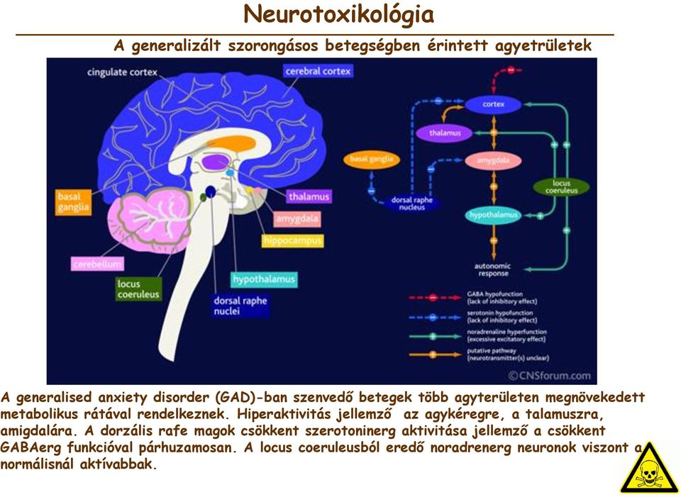 Hiperaktivitás jellemző az agykéregre, a talamuszra, amigdalára.