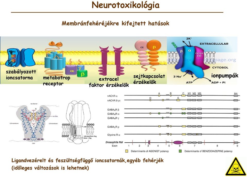 sejtkapcsolat érzékelők ionpumpák Ligandvezérelt és