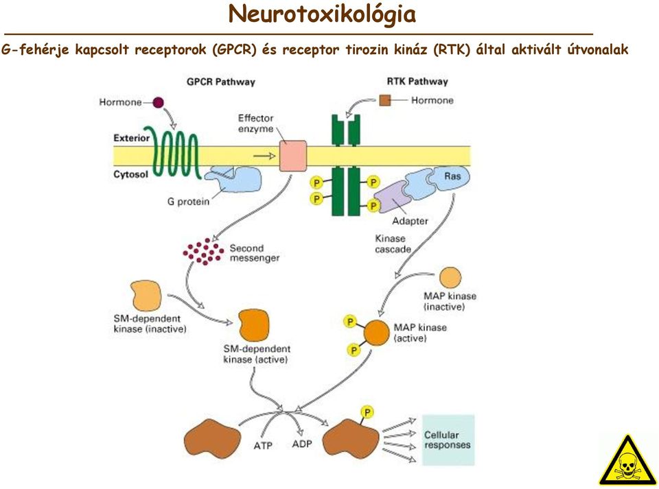 receptor tirozin kináz