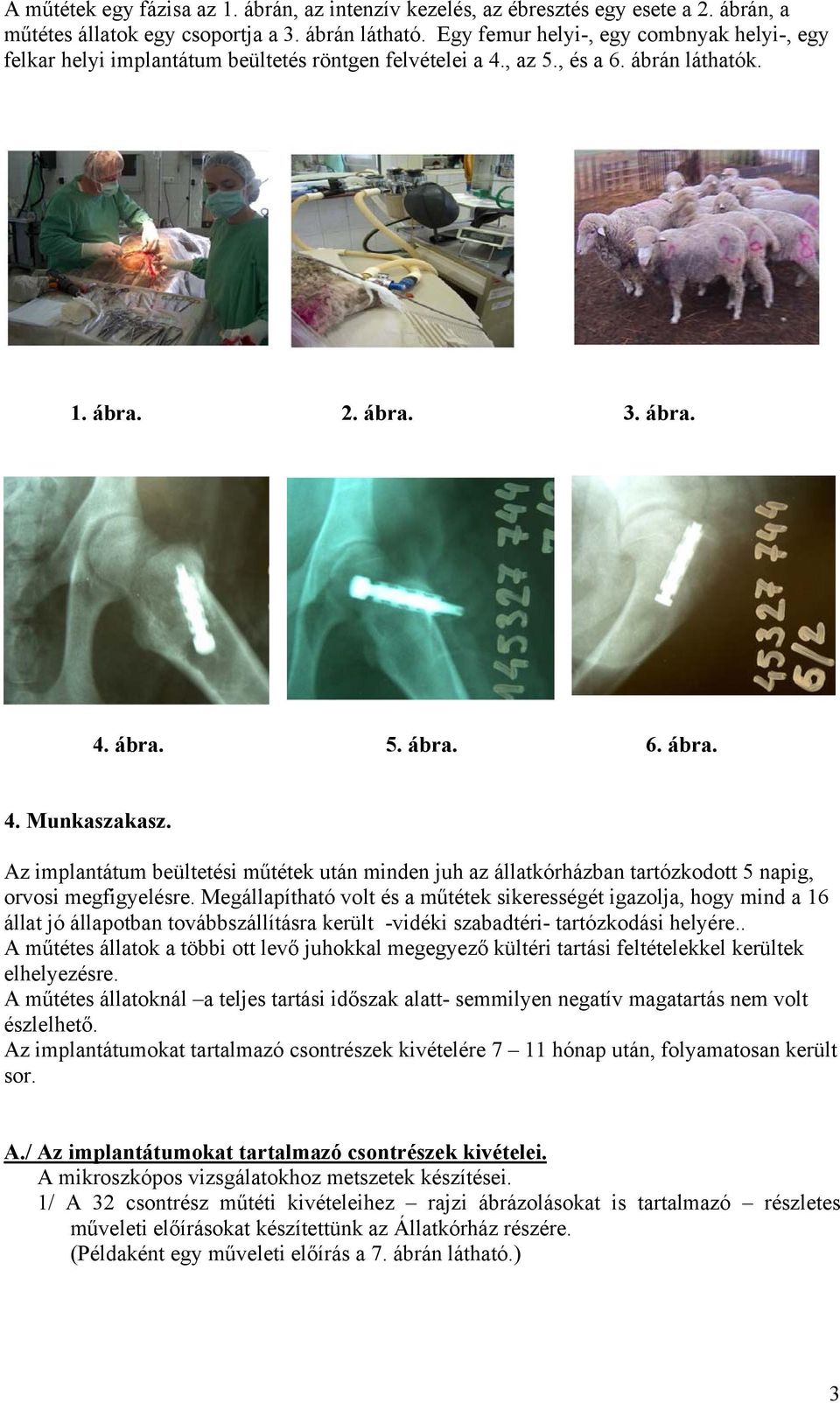 Az implantátum beültetési műtétek után minden juh az állatkórházban tartózkodott 5 napig, orvosi megfigyelésre.