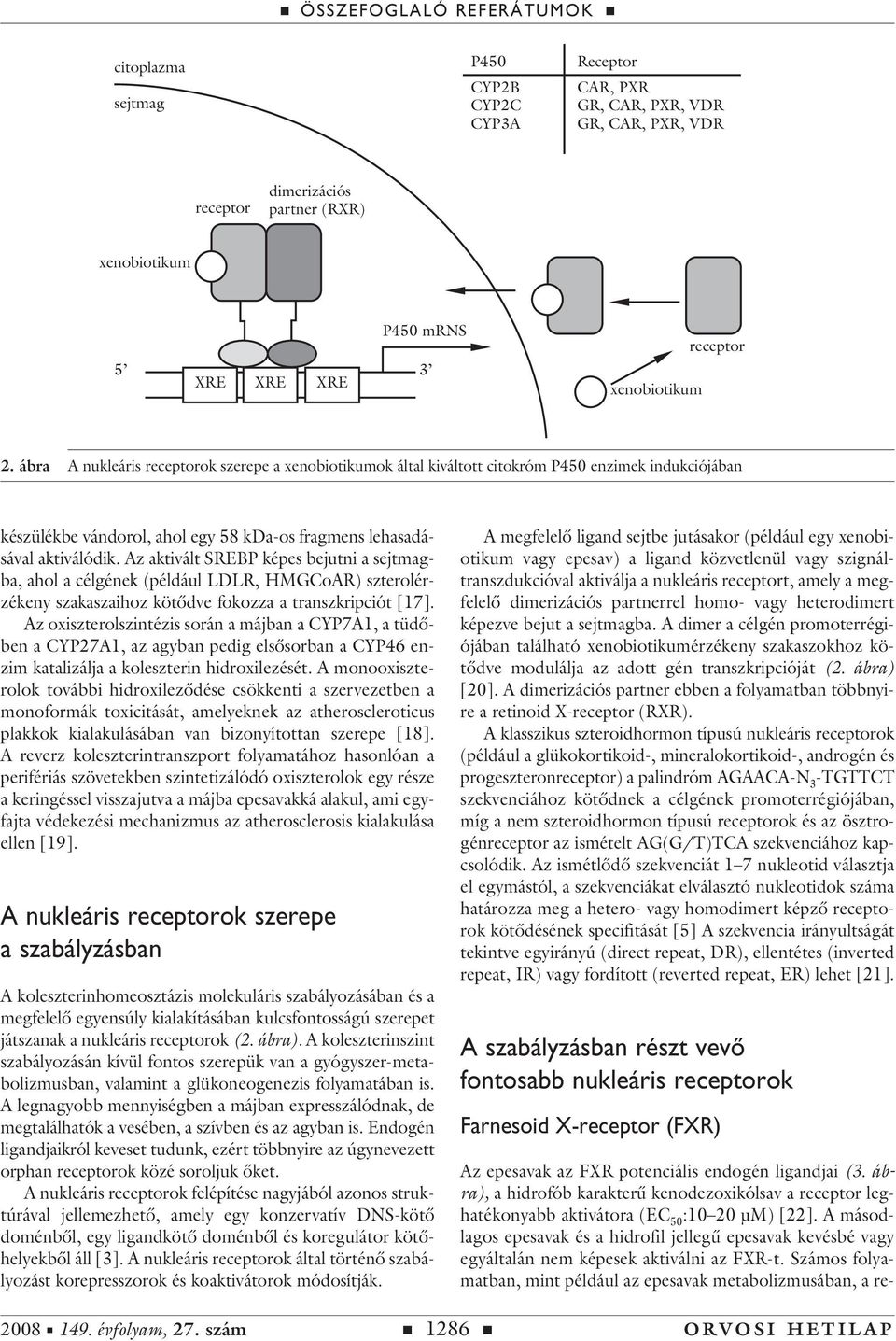 Számos folyamatban, mint például az epesavak metabolizmusában, a ren citoplazma sejtmag P450 CYP2B CYP2C CYP3A Receptor CAR, PXR GR, CAR, PXR, VDR GR, CAR, PXR, VDR receptor dimerizációs partner