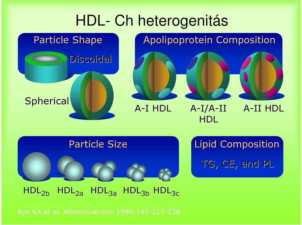 Particle Size Lipid Composition TG, CE, and PL HDL 2b HDL 2a