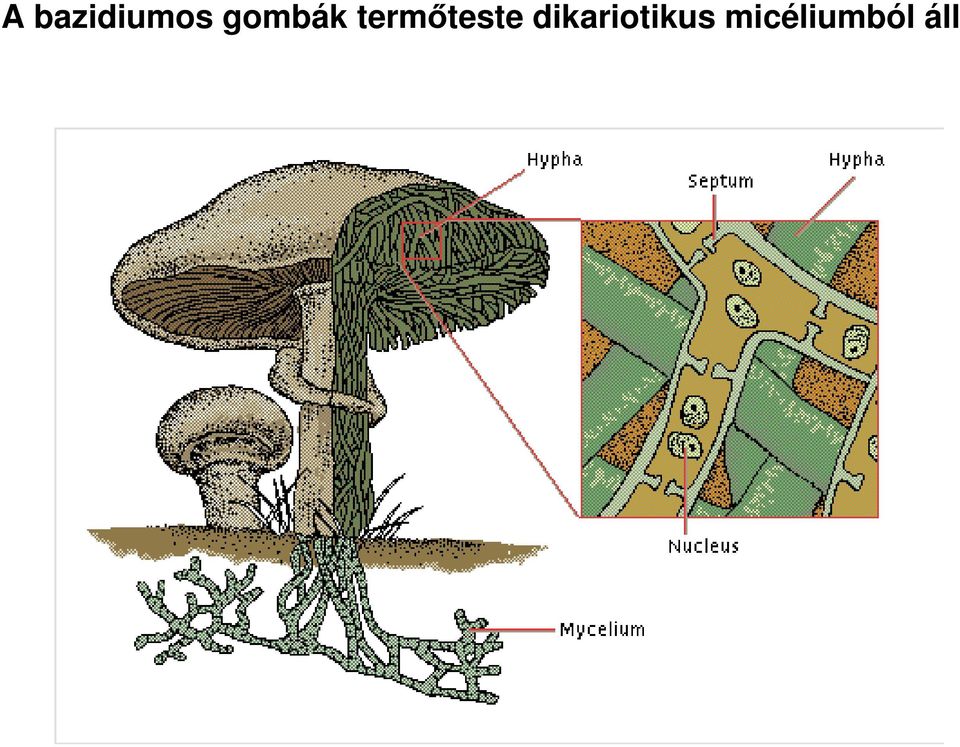 termőteste