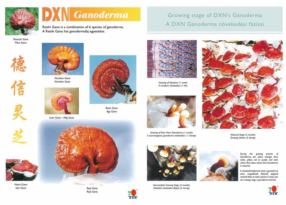 hét) Brain Gano Agy Gano Liver Gano Máj Gano Growing of Deer Horn Ganoderma (1 month) A szarvasagancs ganoderma növekedése ( 1. hónap) Matured Stage (3 months) Érettség elérése (3.