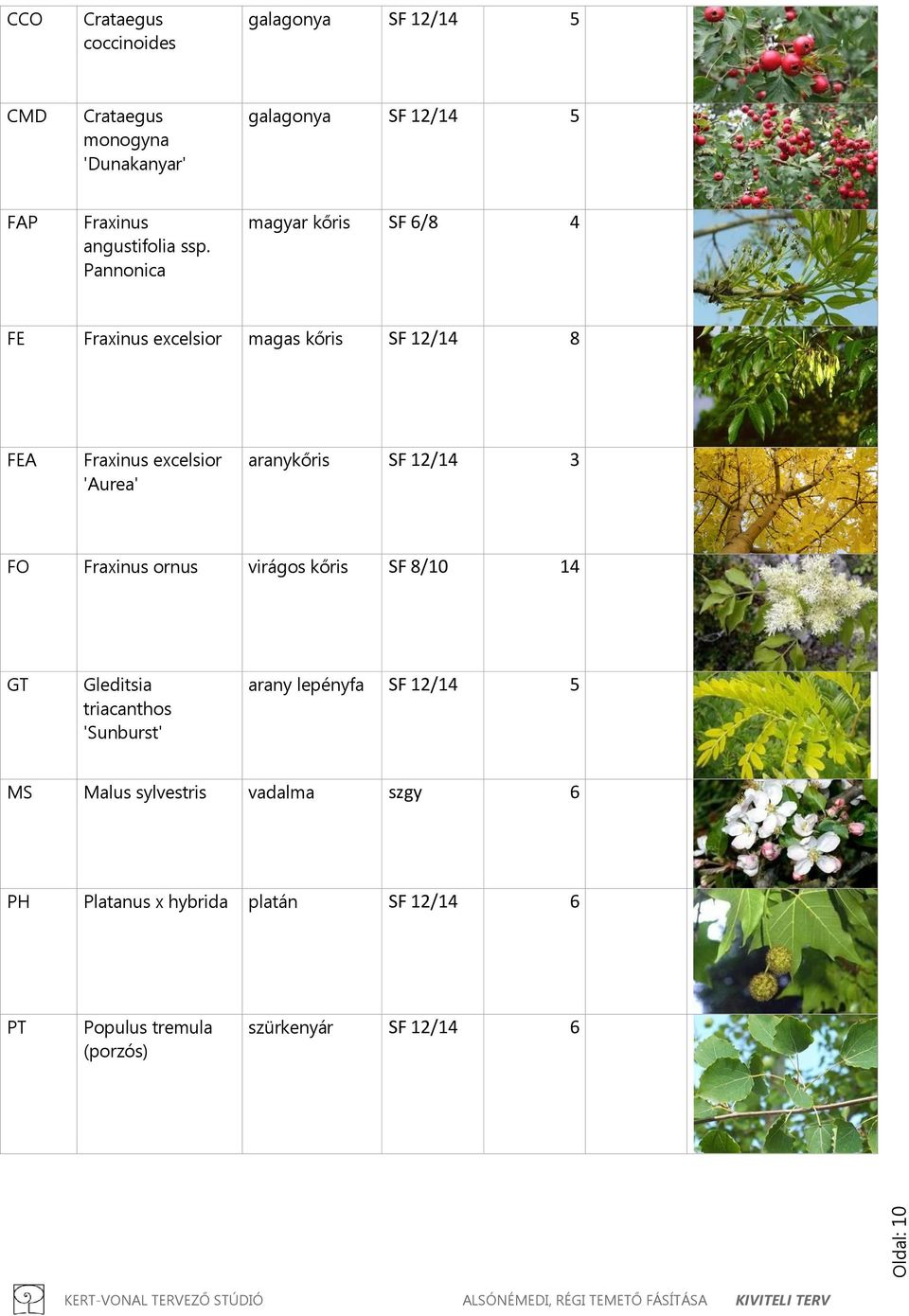 Pannonica magyar kőris SF 6/8 4 FE Fraxinus excelsior magas kőris SF 12/14 8 FEA Fraxinus excelsior 'Aurea' aranykőris SF