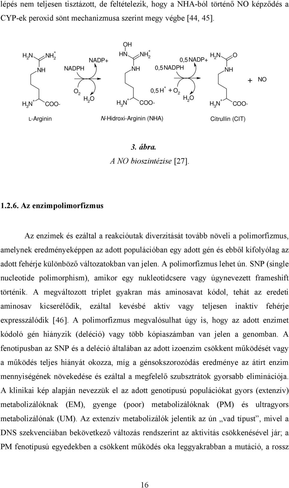 ábra. A NO bioszintézise [27]. 1.2.6.