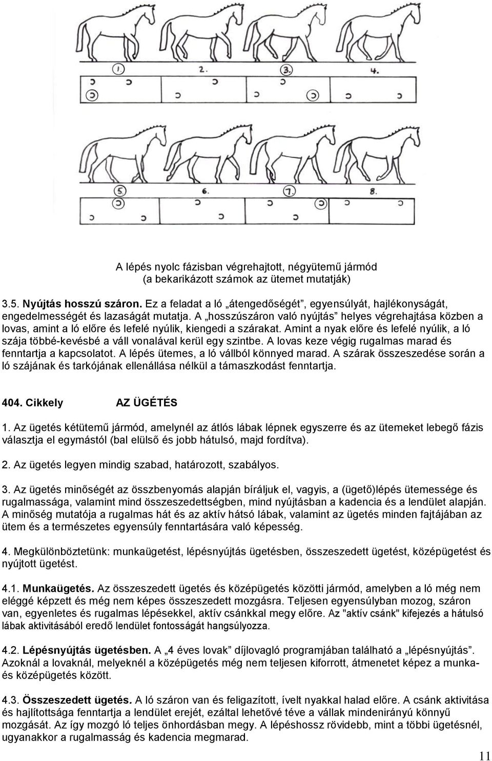 A hosszúszáron való nyújtás helyes végrehajtása közben a lovas, amint a ló előre és lefelé nyúlik, kiengedi a szárakat.