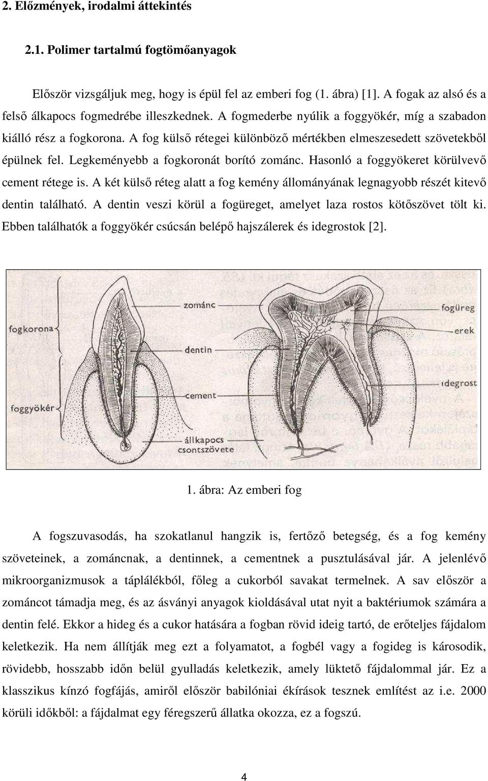 A fog külsı rétegei különbözı mértékben elmeszesedett szövetekbıl épülnek fel. Legkeményebb a fogkoronát borító zománc. Hasonló a foggyökeret körülvevı cement rétege is.