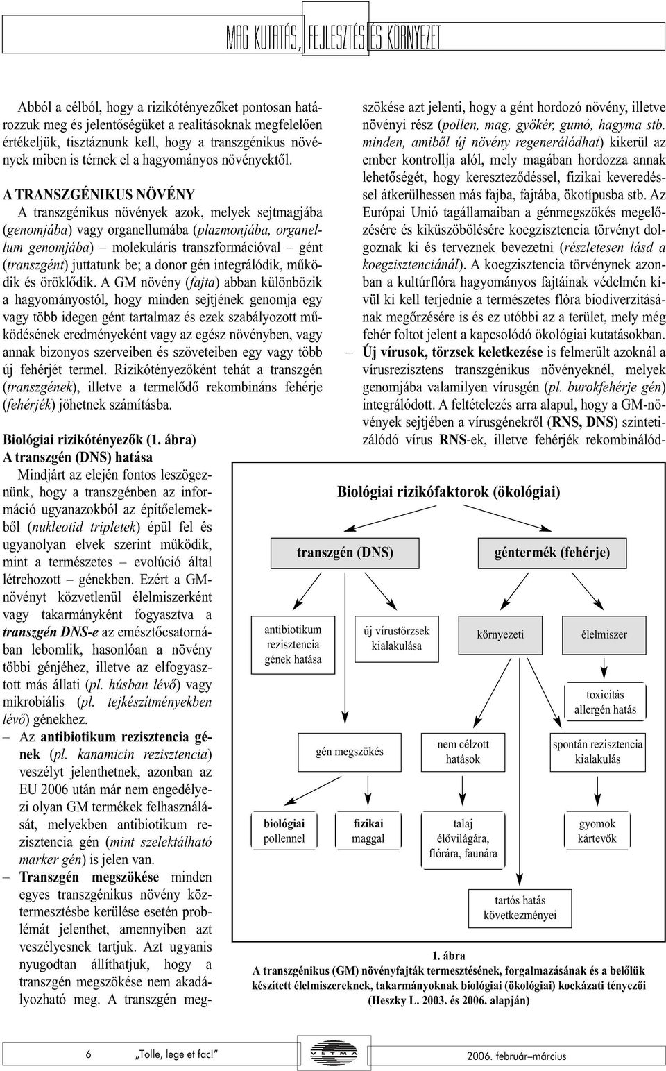 A TRANSZGÉNIKUS NÖVÉNY A transzgénikus növények azok, melyek sejtmagjába (genomjába) vagy organellumába (plazmonjába, organellum genomjába) molekuláris transzformációval gént (transzgént) juttatunk