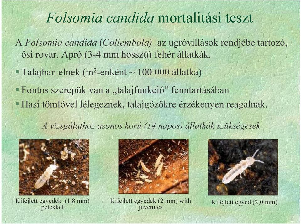 Talajban élnek (m 2 -enként ~ 100 000 állatka) Fontos szerepük van a talajfunkció fenntartásában Hasi tömlvel