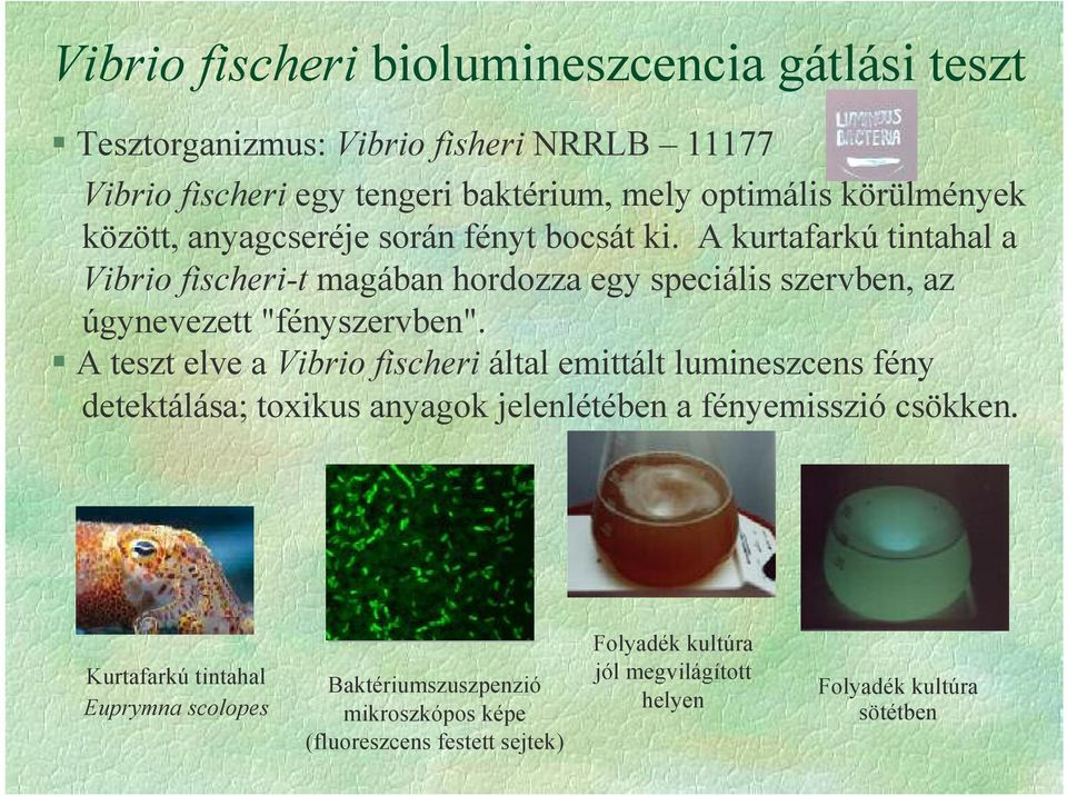 A kurtafarkú tintahal a Vibrio fischeri-t magában hordozza egy speciális szervben, az úgynevezett "fényszervben".