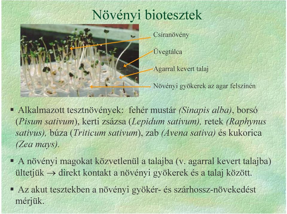 sativum), zab (Avena sativa) és kukorica (Zea mays). A növényi magokat közvetlenül a talajba (v.
