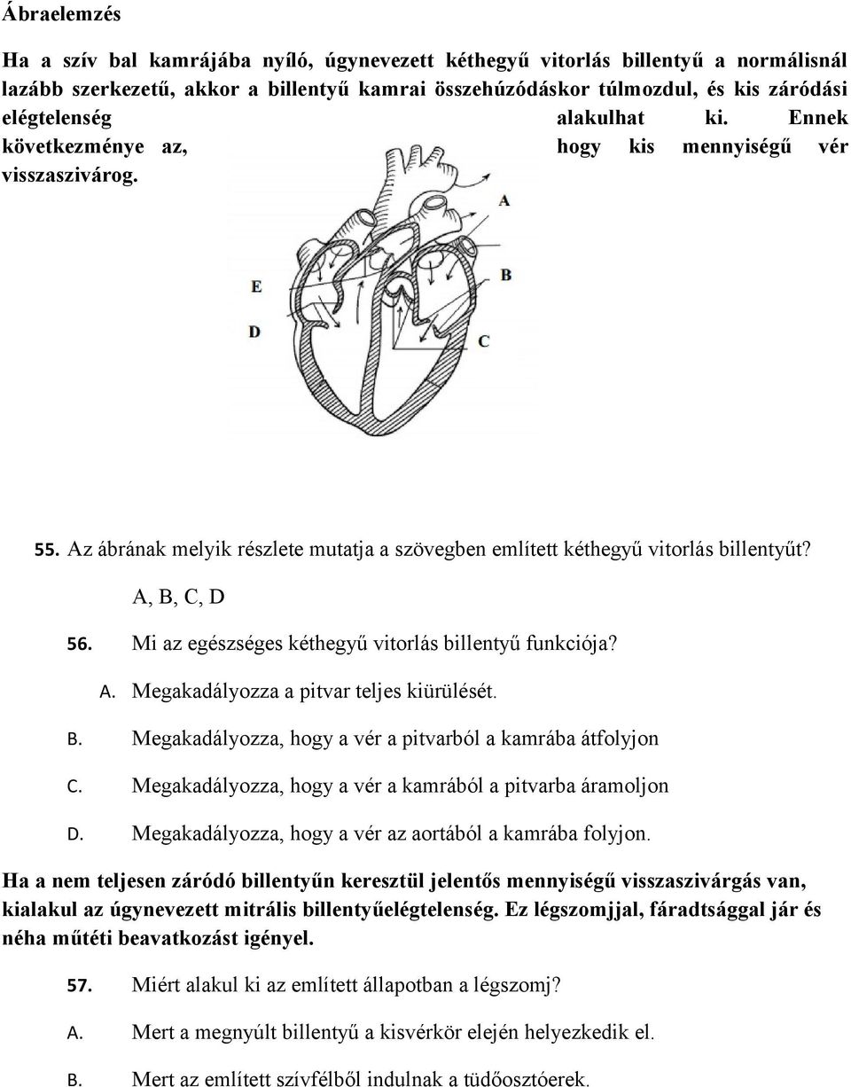 Mi az egészséges kéthegyű vitorlás billentyű funkciója? A. Megakadályozza a pitvar teljes kiürülését. B. Megakadályozza, hogy a vér a pitvarból a kamrába átfolyjon C.