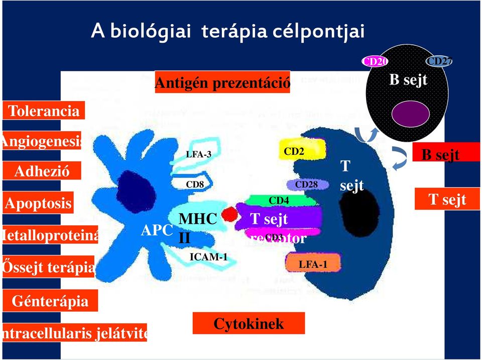 CD8 MHC II CD2 CD28 CD4 T sejt receptor CD3 T sejt B sejt T sejt