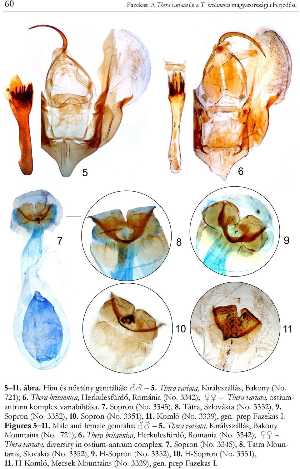 Komló (No. 3339), gen. prep Fazekas I. Figures 5 11. Male and female genitalia: 5. Thera variata, Királyszállás, Bakony Mountains (No. 721); 6. Thera britannica, Herkulesfürdő, Romania (No.