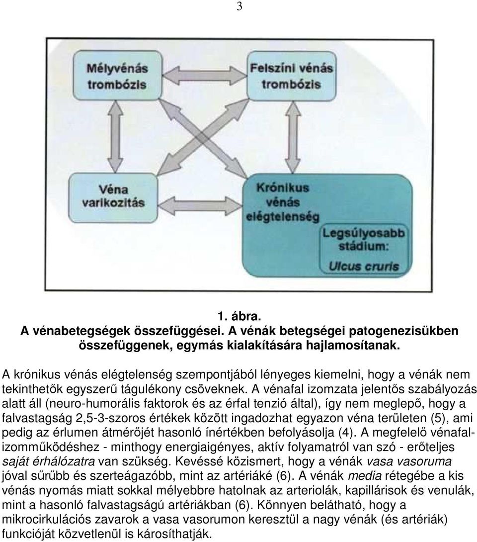 A vénafal izomzata jelentıs szabályozás alatt áll (neuro-humorális faktorok és az érfal tenzió által), így nem meglepı, hogy a falvastagság 2,5-3-szoros értékek között ingadozhat egyazon véna