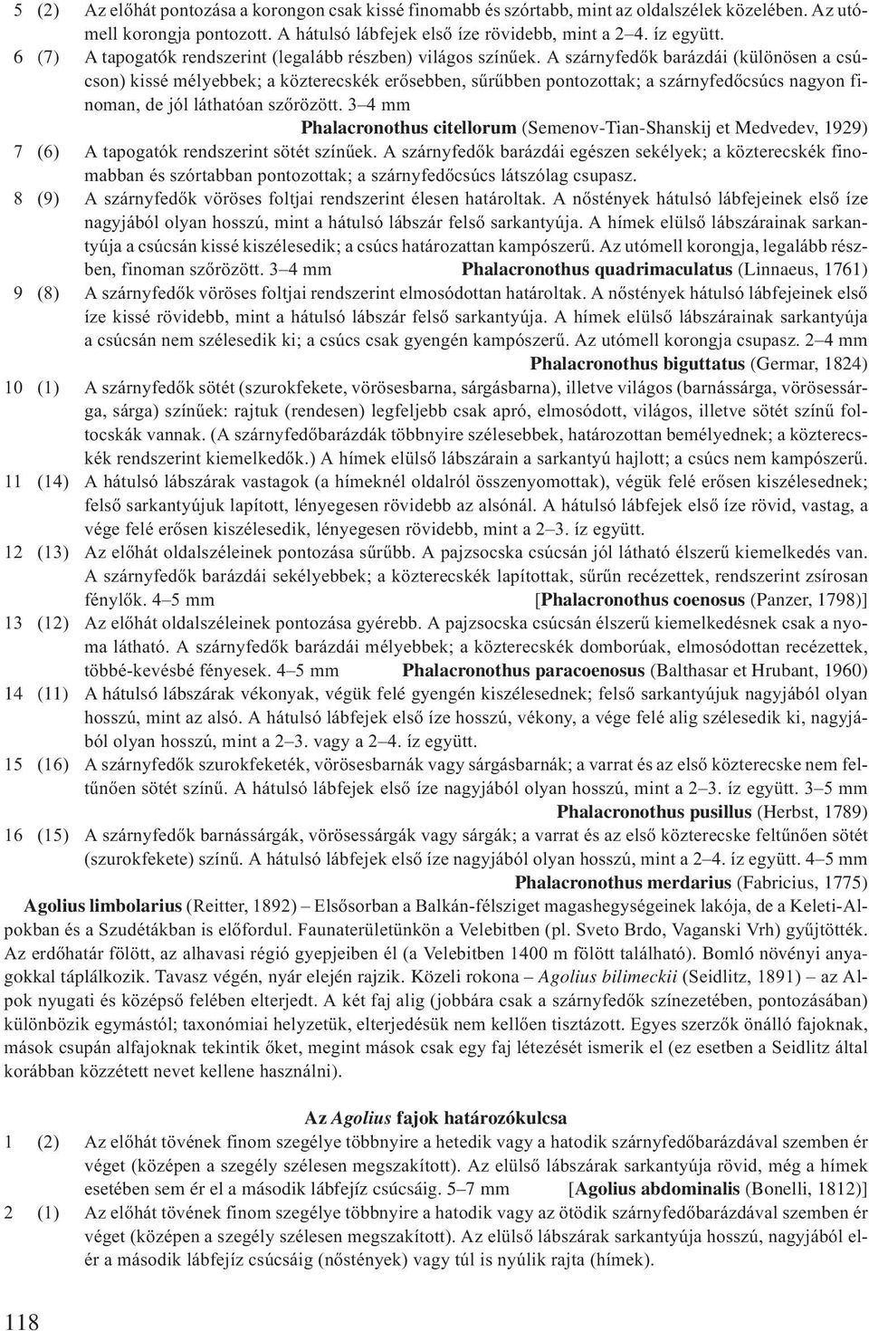 A szárnyfedők barázdái (különösen a csúcson) kissé mélyebbek; a közterecskék erősebben, sűrűbben pontozottak; a szárnyfedőcsúcs nagyon finoman, de jól láthatóan szőrözött.