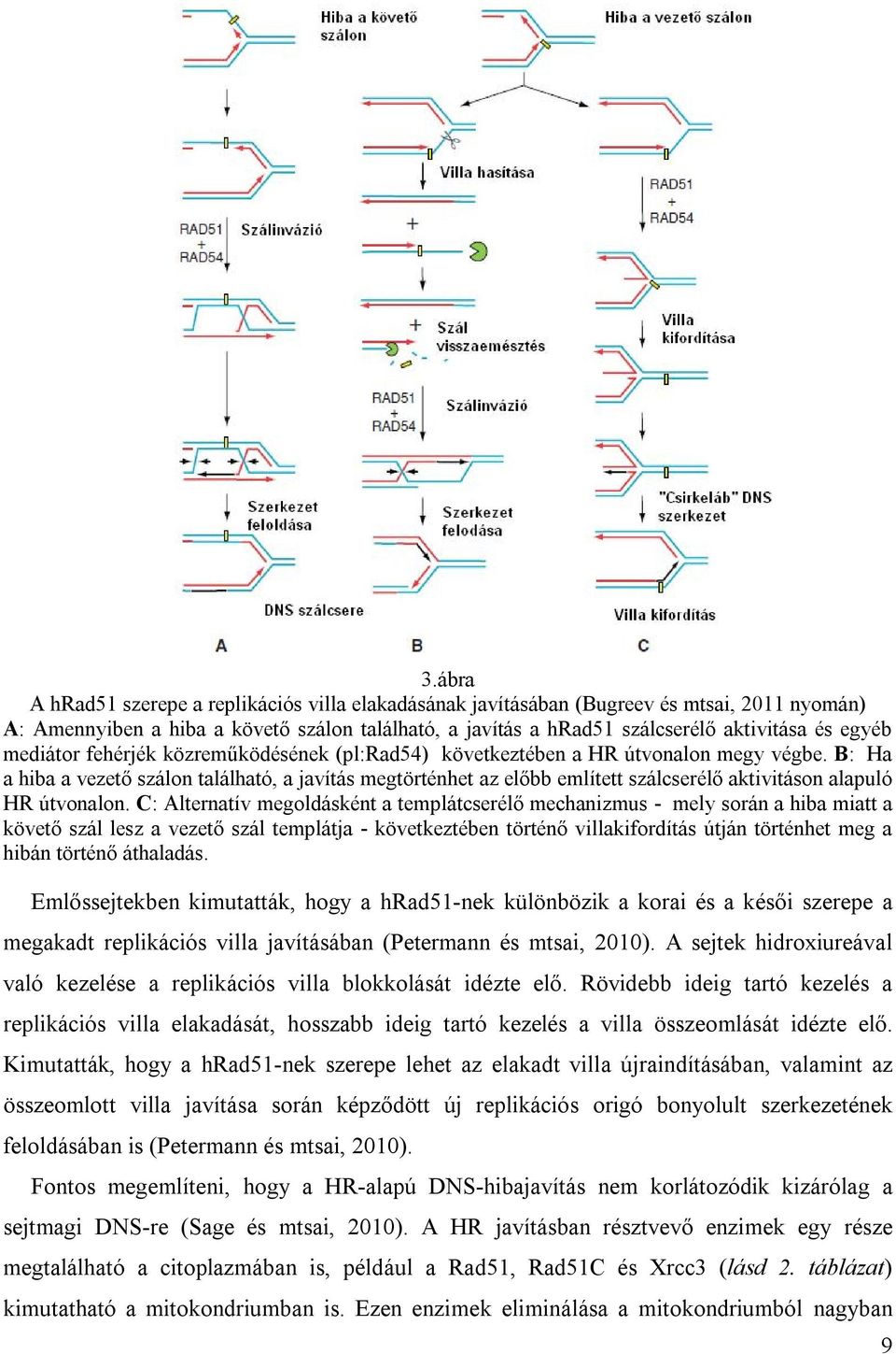 B: Ha a hiba a vezető szálon található, a javítás megtörténhet az előbb említett szálcserélő aktivitáson alapuló HR útvonalon.