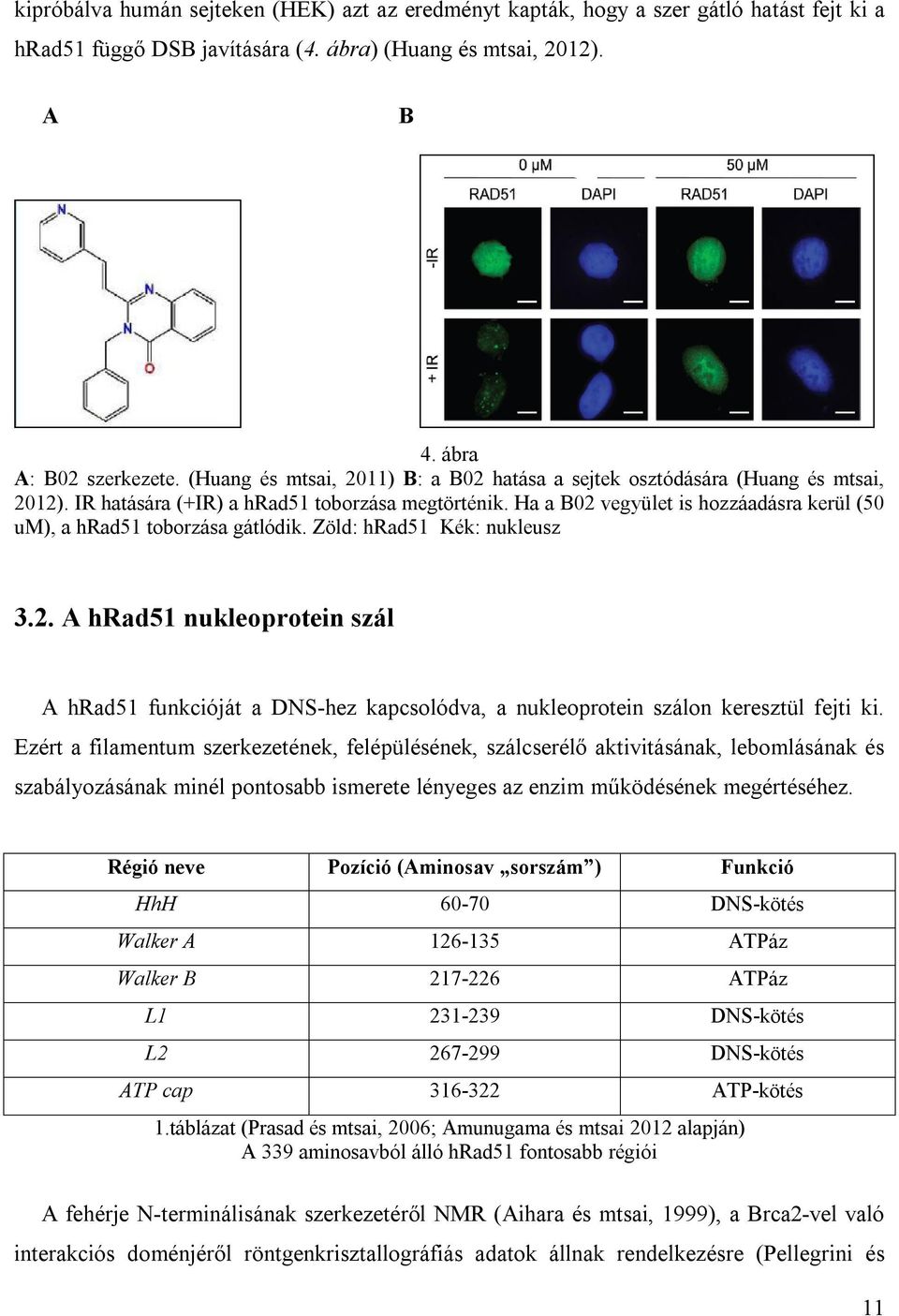 Ha a B02 vegyület is hozzáadásra kerül (50 um), a hrad51 toborzása gátlódik. Zöld: hrad51 Kék: nukleusz 3.2. A hrad51 nukleoprotein szál A hrad51 funkcióját a DNS-hez kapcsolódva, a nukleoprotein szálon keresztül fejti ki.