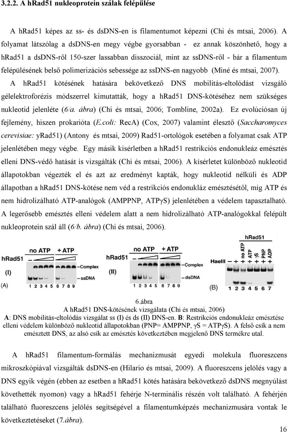 polimerizációs sebessége az ssdns-en nagyobb (Miné és mtsai, 2007).