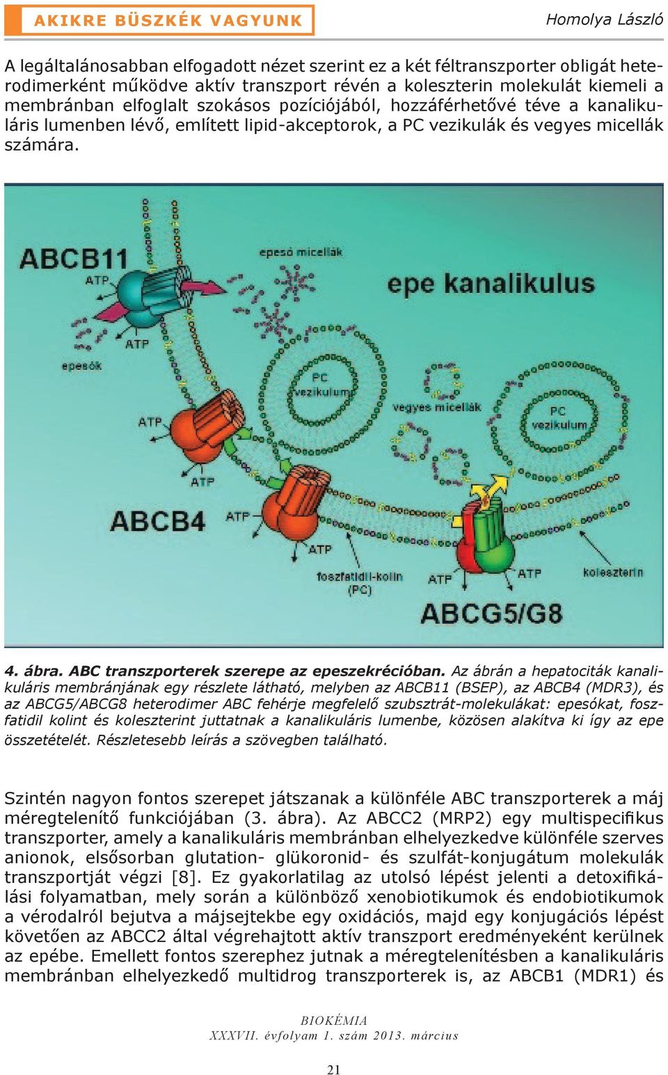 Az ábrán a hepatociták kanalikuláris membránjának egy részlete látható, melyben az ABCB11 (BSEP), az ABCB4 (MDR3), és az ABCG5/ABCG8 heterodimer ABC fehérje megfelelő szubsztrát-molekulákat: