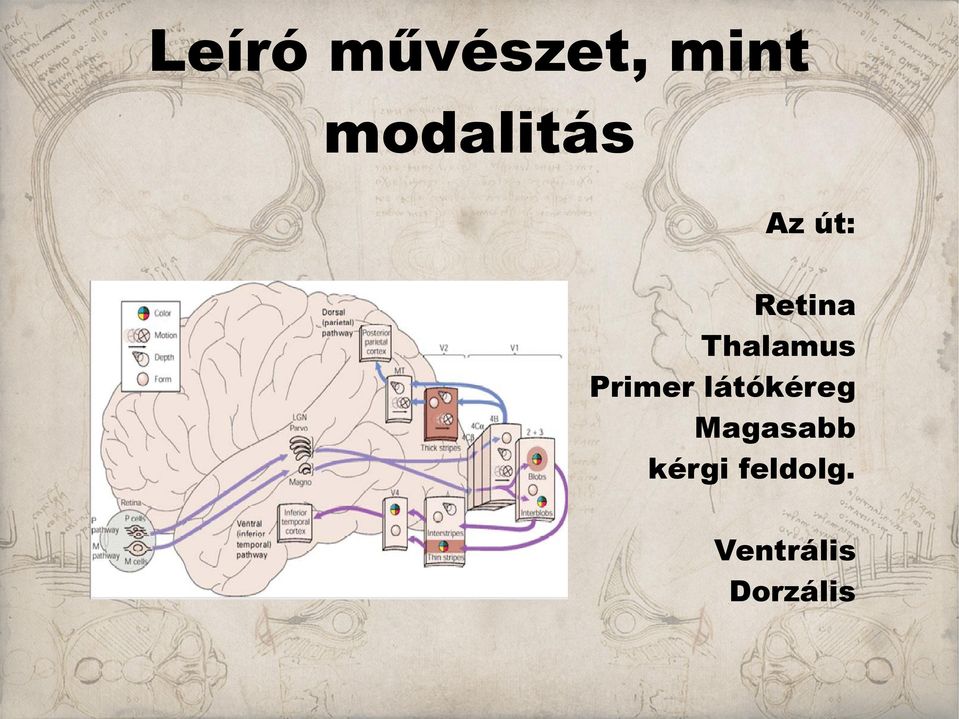 Thalamus Primer látókéreg