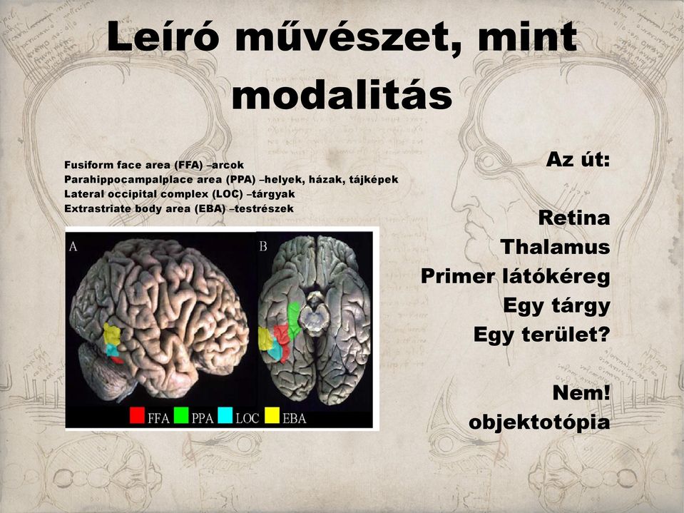 occipital complex (LOC) tárgyak Extrastriate body area (EBA)