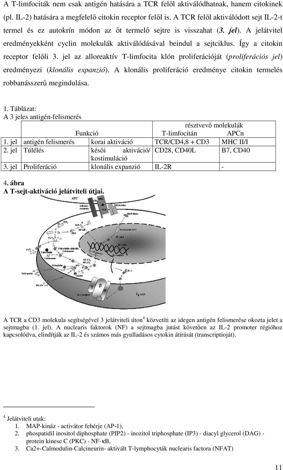 Így a citokin receptor felıli 3. jel az alloreaktív T-limfocita klón proliferációját (proliferációs jel) eredményezi (klonális expanzió).