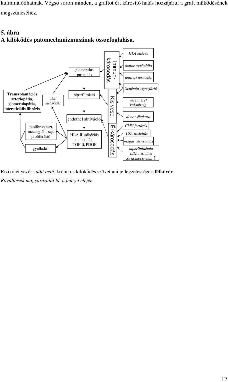 mezangiális sejt proliferáció gyulladás hiperfiltráció endothel aktiváció HLA II, adhéziós molekulák, TGF-β, PDGF Kis vese Érkárosodás ischémia-reperfúzió vese méret különbség donor életkora