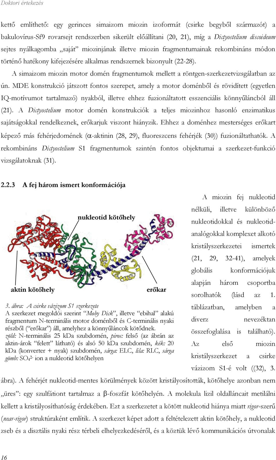 A simaizom miozin motor domén fragmentumok mellett a röntgen-szerkezetvizsgálatban az ún.