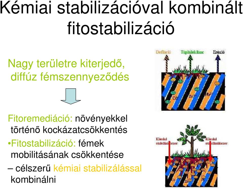 növényekkel történı kockázatcsökkentés Fitostabilizáció: