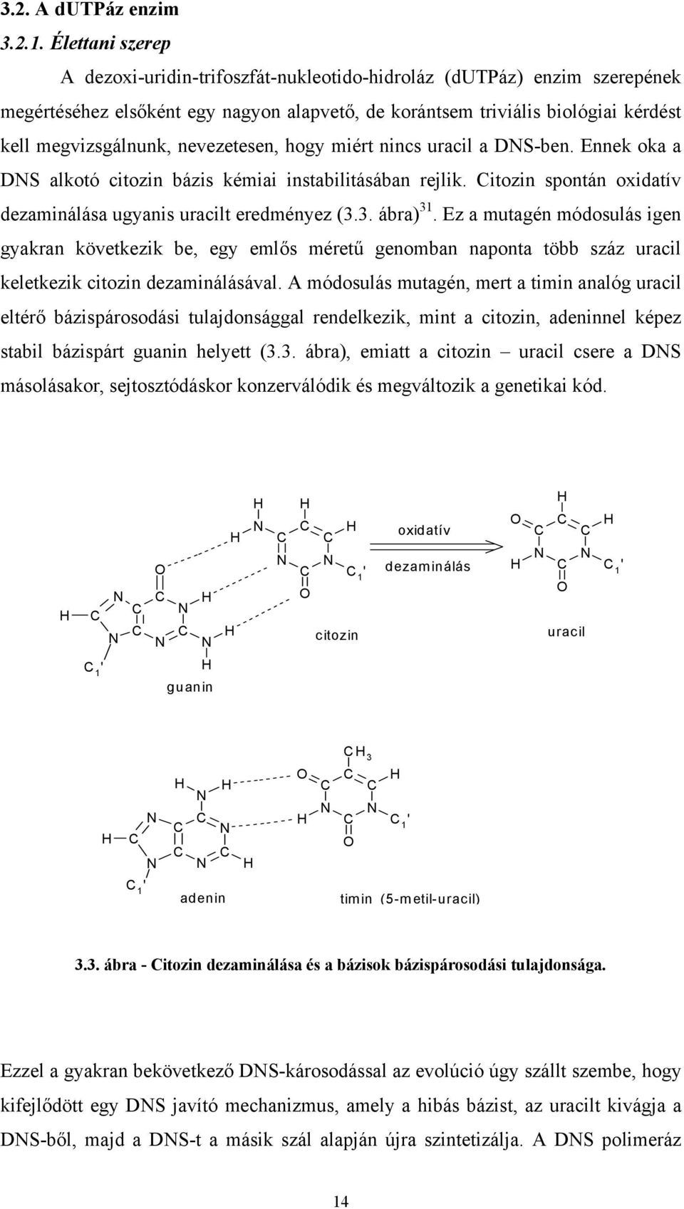 nevezetesen, hogy miért nincs uracil a DNS-ben. Ennek oka a DNS alkotó citozin bázis kémiai instabilitásában rejlik. Citozin spontán oxidatív dezaminálása ugyanis uracilt eredményez (3.3. ábra) 31.