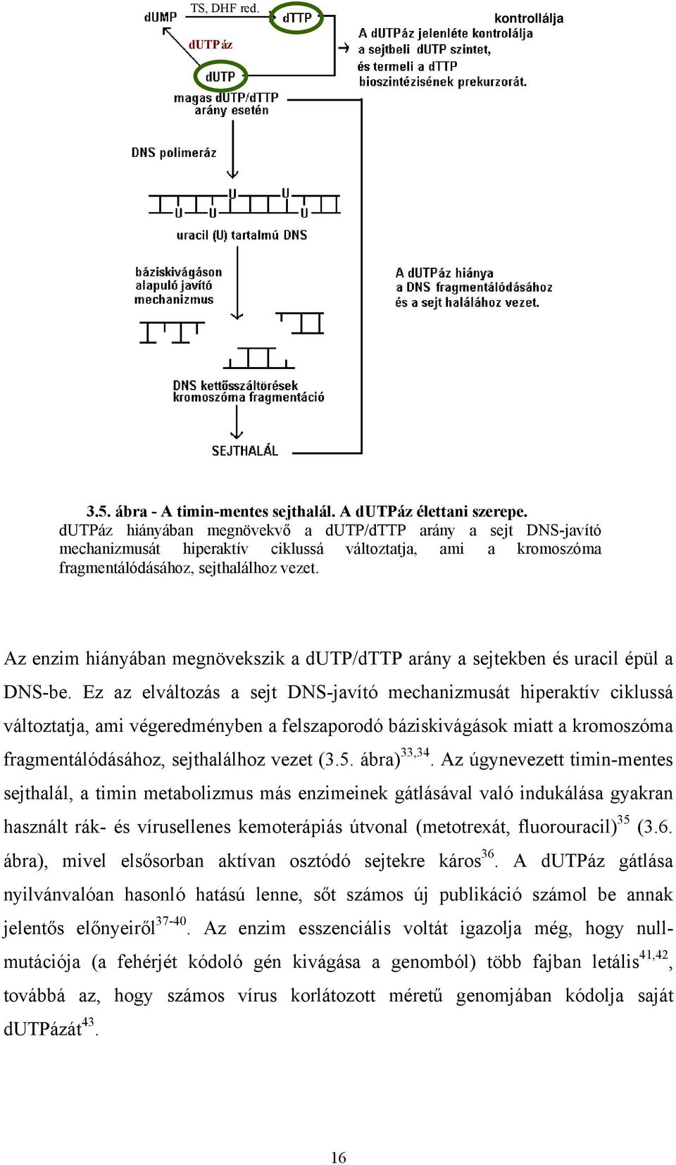 Az enzim hiányában megnövekszik a dutp/dttp arány a sejtekben és uracil épül a DNS-be.