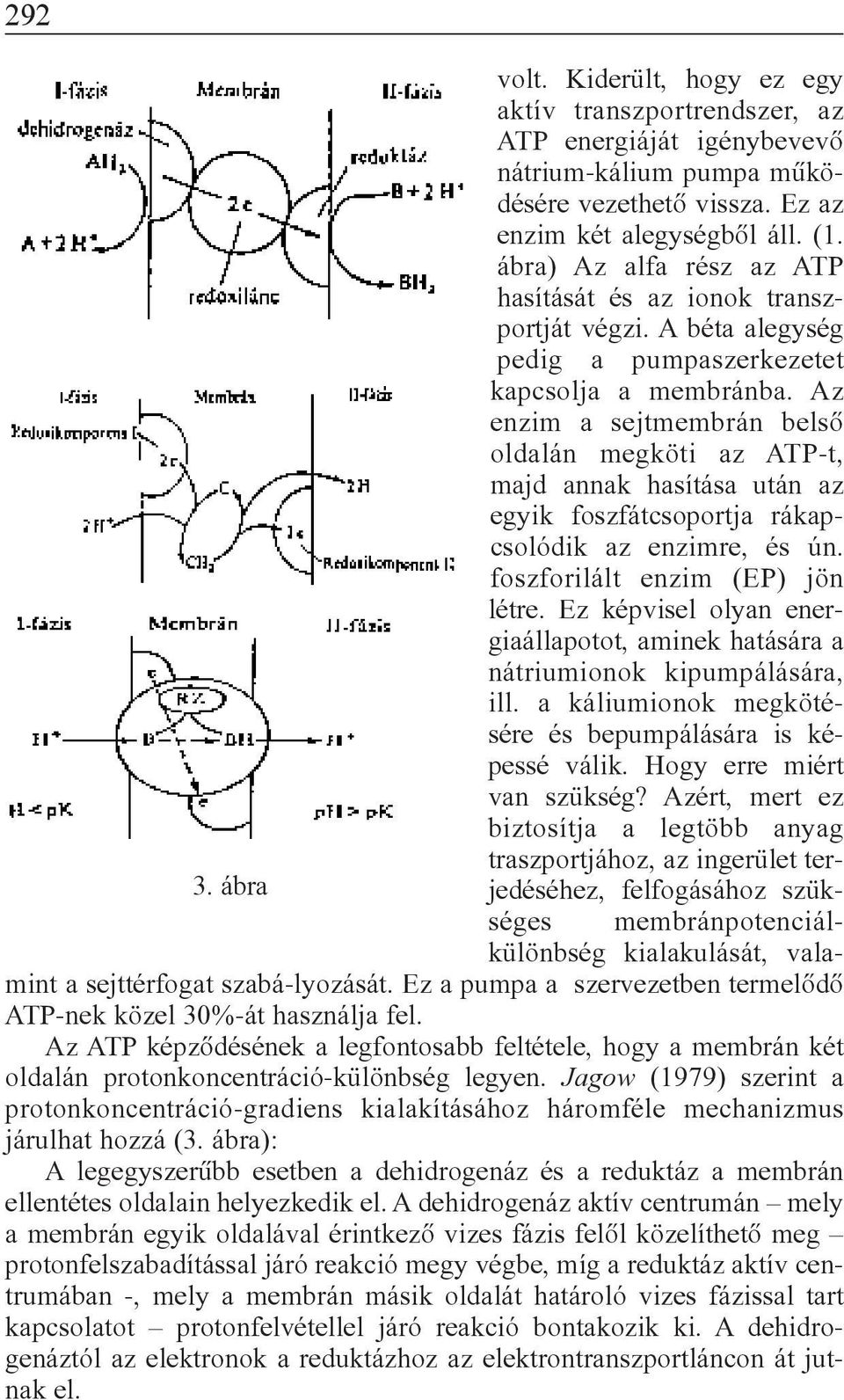 Az enzim a sejtmembrán belsõ oldalán megköti az ATP-t, majd annak hasítása után az egyik foszfátcsoportja rákapcsolódik az enzimre, és ún. foszforilált enzim (EP) jön létre.